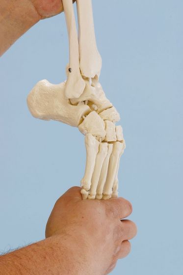 Skeleton of foot with tibia and fibula insertion Erler Zimmer