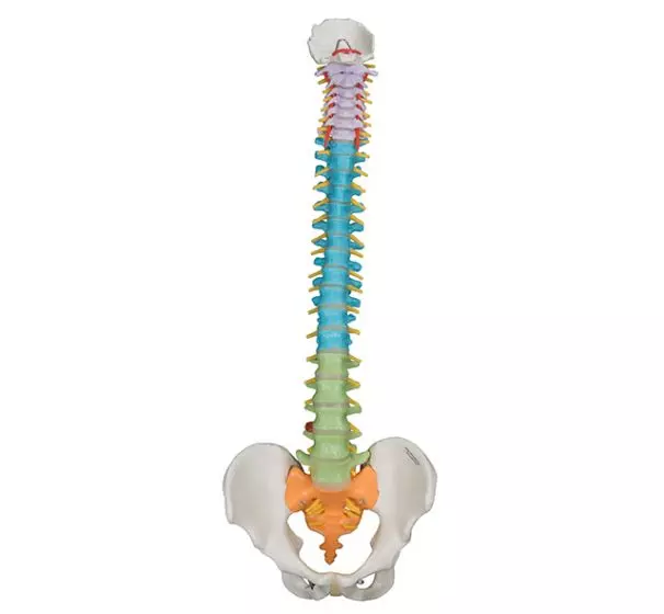 Mediprem Didactic Spine Model with Flexible Pelvis