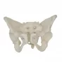 Female pelvis with removable sacrum - Mediprem