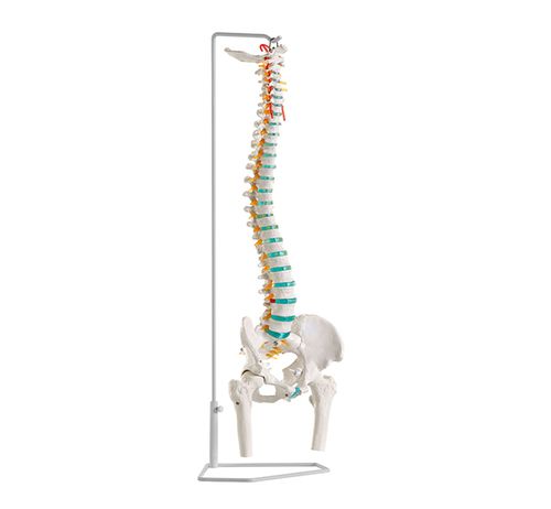 Column with femur stump - Mediprem