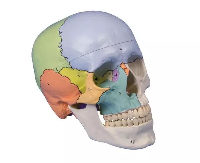 Didactical skull 3 parts Erler Zimmer