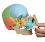 Osteopathic skull model, 22 parts didactical version R 4708 Erler Zimmer