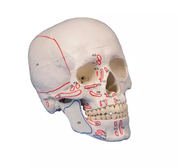 Skull model 3-parts with muscle marking Erler Zimmer