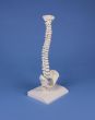 Miniature spinal column Erler Zimmer