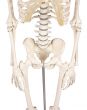 Miniature Skeleton model Patrick - Erler Zimmer
