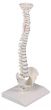 Miniature spinal column Erler Zimmer