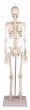 Miniature Skeleton model Patrick - Erler Zimmer