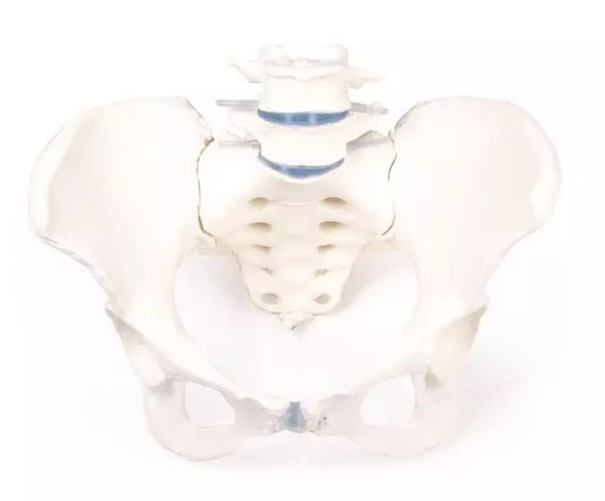 Female pelvis with sacrum and 2 lumbar vertebrae Erler Zimmer