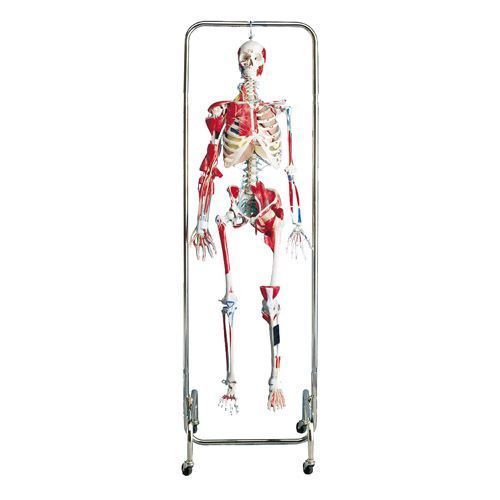Physical Therapy Skeleton model W47001 for €7,988.58 in Human skeleton ...
