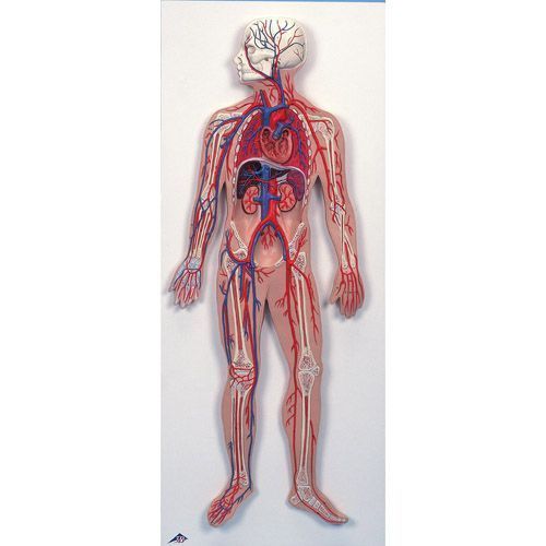 Circulatory System model G30 for €267.26 in Heart anatomy model