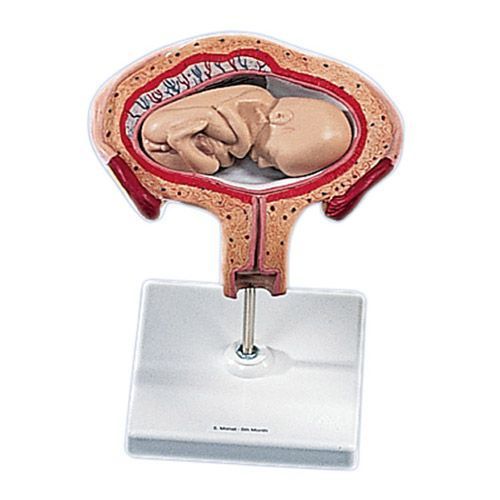 Fetal development moment in breech position 5th Month L10/5 for