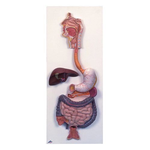 Digestive System Model K20 For 414 72 In Digestive System