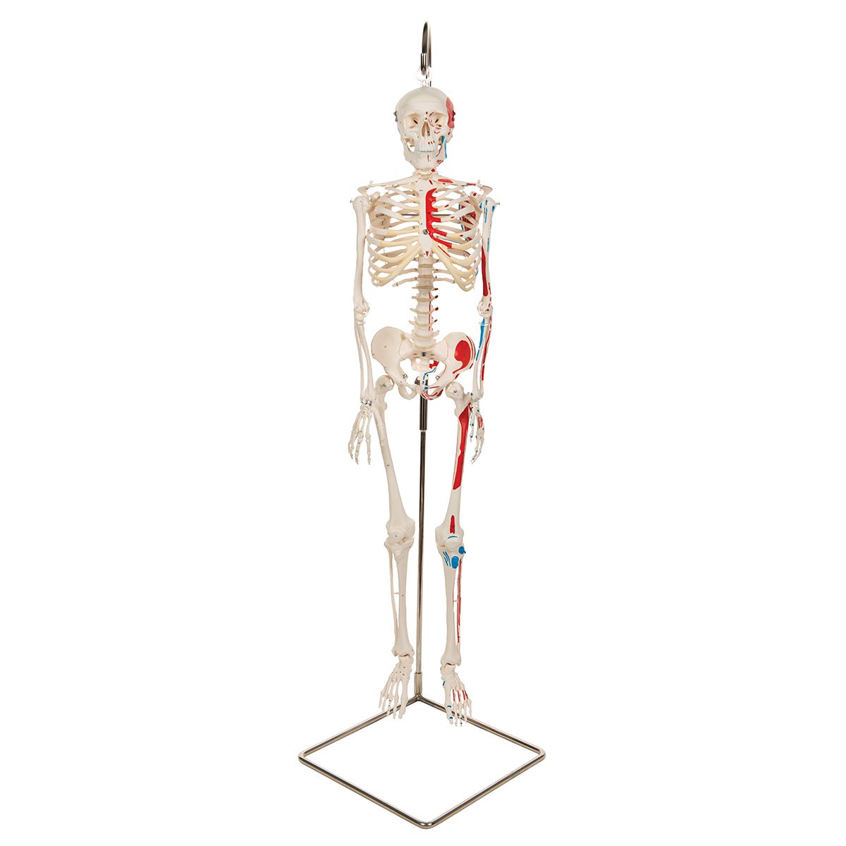 Modèle de Squelette humain miniature Shorty 85cm sur base Mediprem