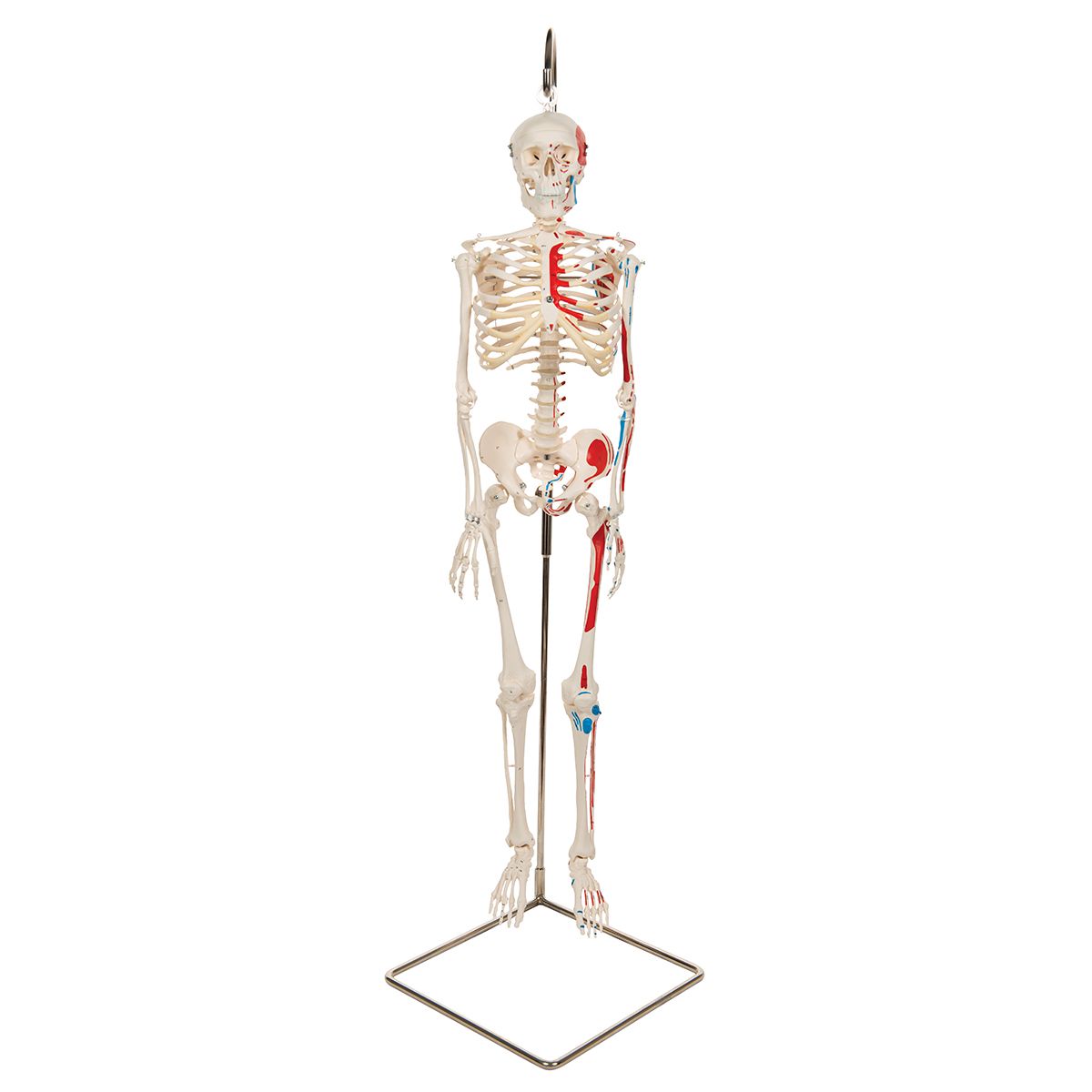 Mini Human Skeleton Shorty Painted Muscles And Hanging Stand A18 6 For 275 88
