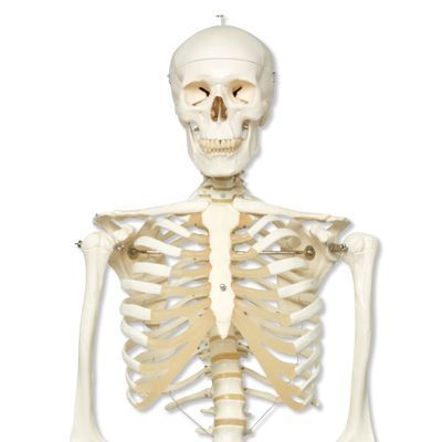 Modèle anatomique de squelette humain 180cm Mediprem