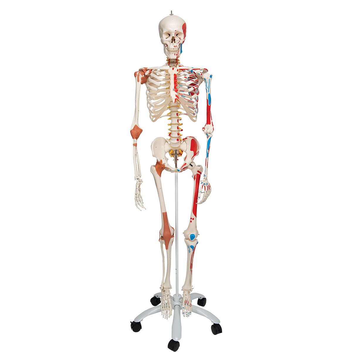 Deluxe Human Skeleton Model Sam Flexible With Muscles And Ligaments A13 For 696 35
