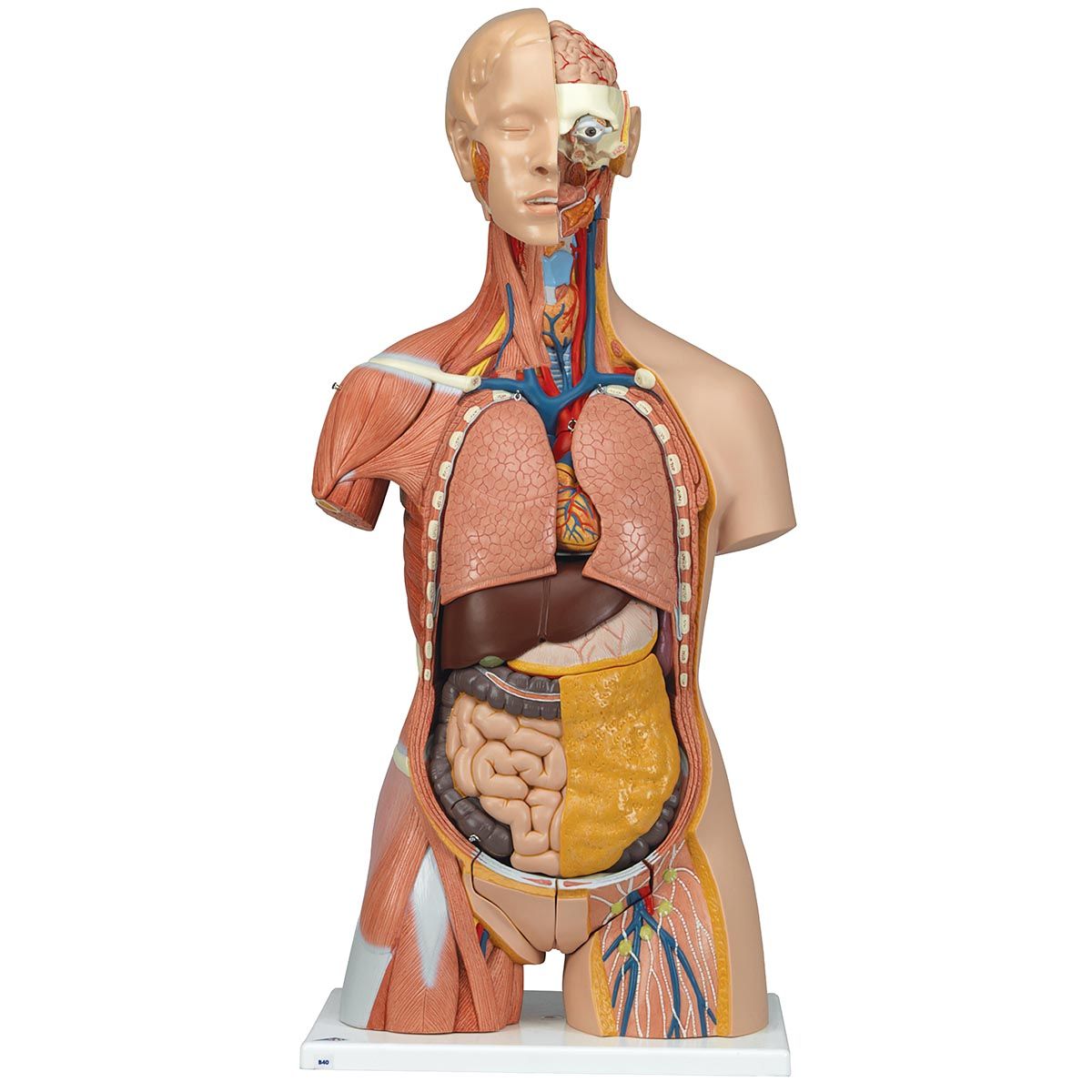 Deluxe Dual Sex Torso Muscles Model 31 Parts B40 For 1729 95