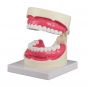 Oral hygiene model 1.5x life size Erler Zimmer