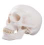 3-part human skull model - Mediprem 