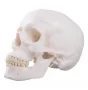 3-part human skull model - Mediprem 