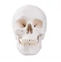 3-part human skull model - Mediprem 