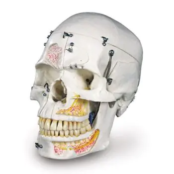 Deluxe Human Dental Skull, A27