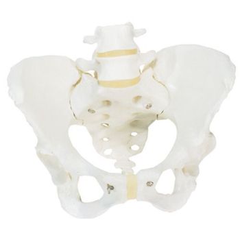 Female pelvic skeleton A61