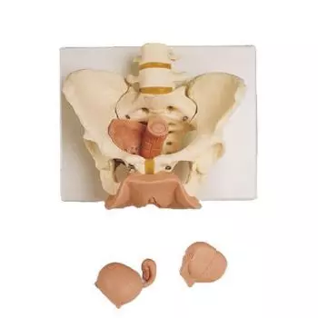 3-Part Female Pelvis Skeleton with Genital Organs
