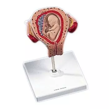 Fetal development 3rd Month L10/3