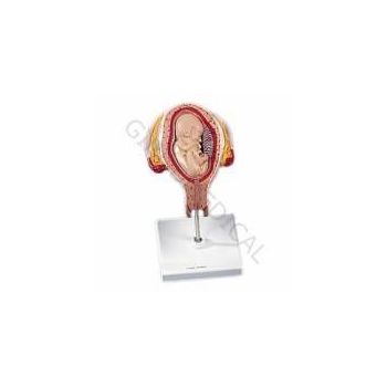 Fetal development 4th Month L10/4