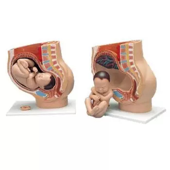 3-part Pregnancy Pelvis L20