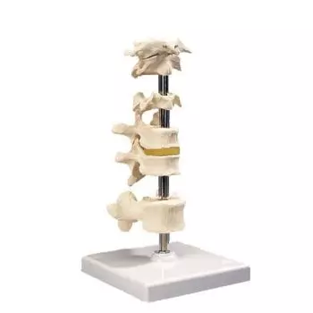 6 Vertebrae A75