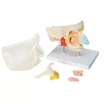 5-part nose with paranasal sinuses, E20