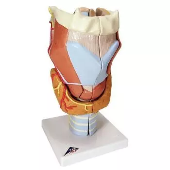 7-part Larynx, 2 times enlarged, G21