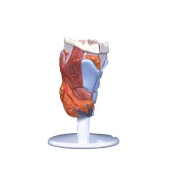 2-part Larynx, G22