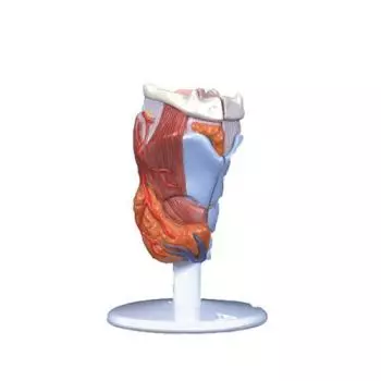 2-part Larynx, G22