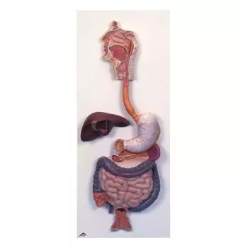 Digestive System, 2 part K20