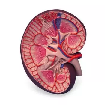 Anatomy of the kidney, 3 times magnified, K09