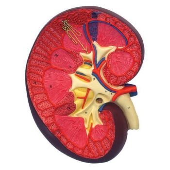 Anatomy of the kidney, 3 times magnified, K10