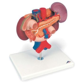 Kidneys, upper abdominal organs (posterior organs), 3 part K22/3