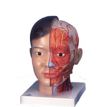 Head and neck anatomical model (asian figure), 4-part, C06