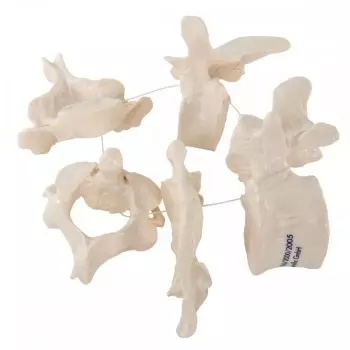 5 Vertebrae A75/1