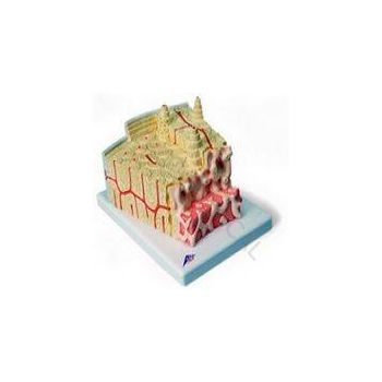 3B MICROanatomy™ Bone structure - 80 times enlarged A79