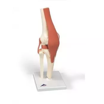 Deluxe Functional Knee Joint Model A82/1