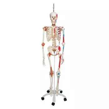 SAM, Deluxe Human Skeleton Sam, flexible with muscles origins and insertion and ligaments, A13/1