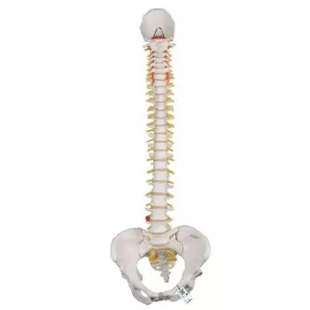 Flexible calssic spine with female pelvis A58/4