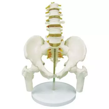 5-piece Pelvis with lumbar vertebrae and femur heads - Mediprem