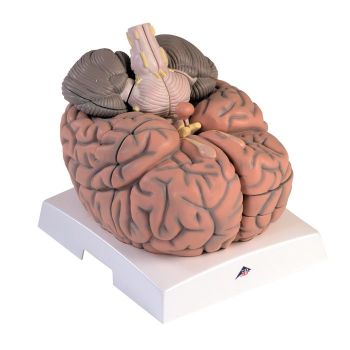 Giant Brain, 2,5 times enlarged, 14 parts VH409