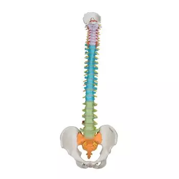 Mediprem Didactic Spine Model with Flexible Pelvis