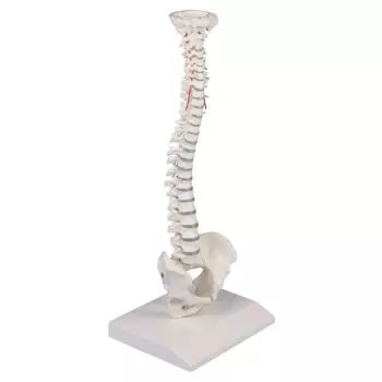 Miniature spinal column Erler Zimmer